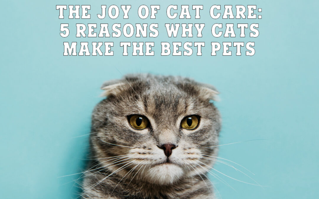 The Joy of Cat Care: 5 Reasons Why Cats Make the Best Pets