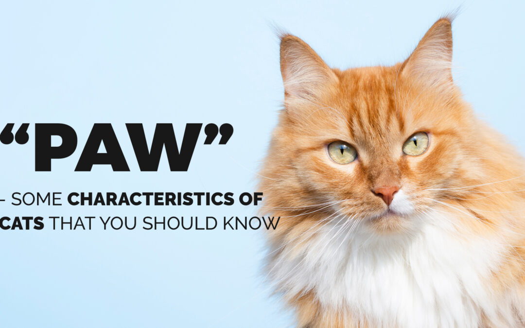 “Paw”-some Characteristics of Cats You Should Know