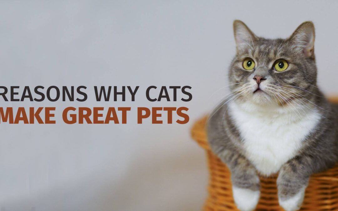 Reasons Why Cats Make Great Pets