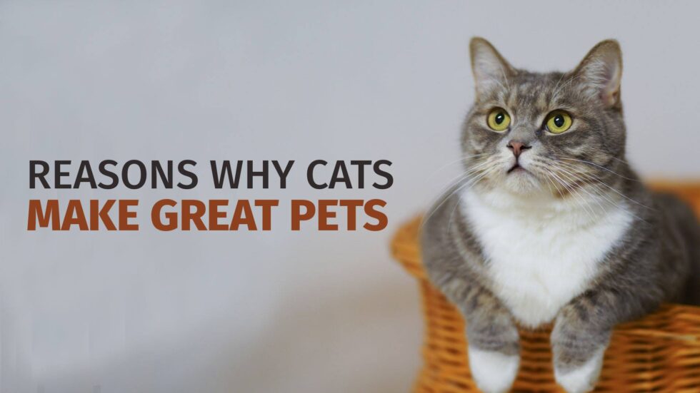 Reasons Why Cats Make Great Pets Lynda Hamblen