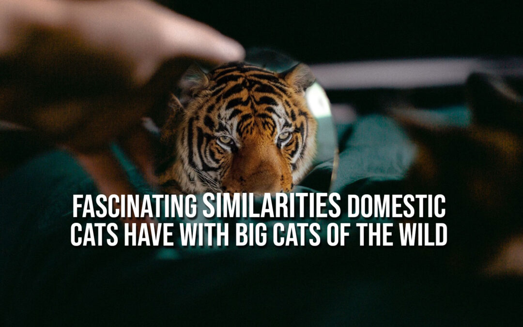 Fascinating Similarities Domestic Cats Have With Big Cats of the Wild