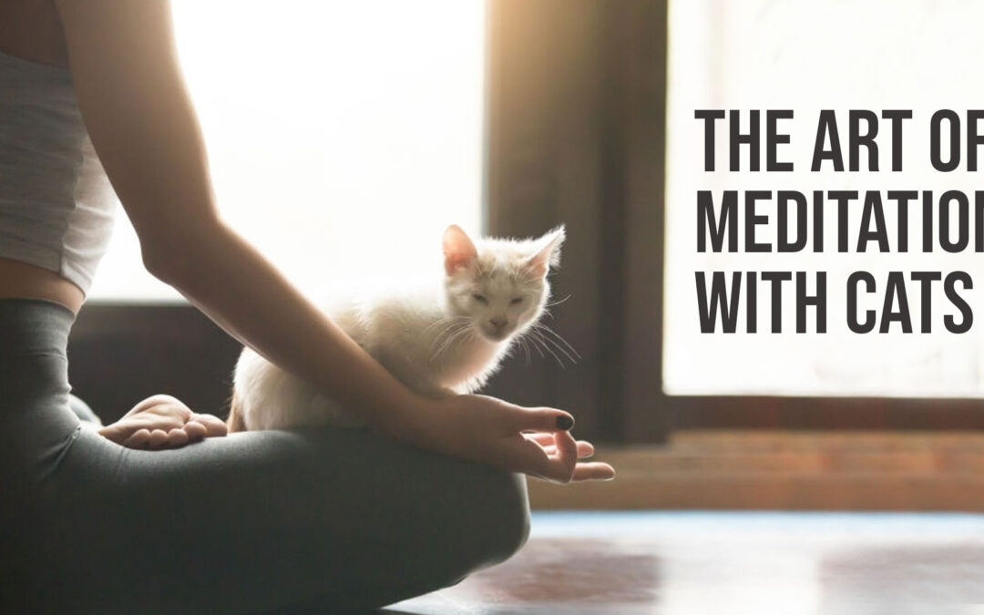 The Art of Meditation with Cats