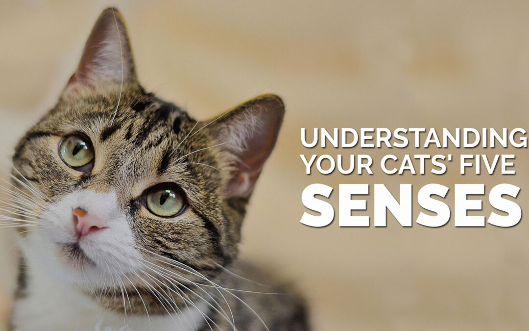 Understanding Your Cats’ Five Senses