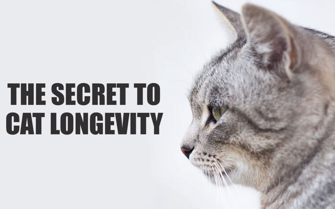 The Secret to Cat Longevity