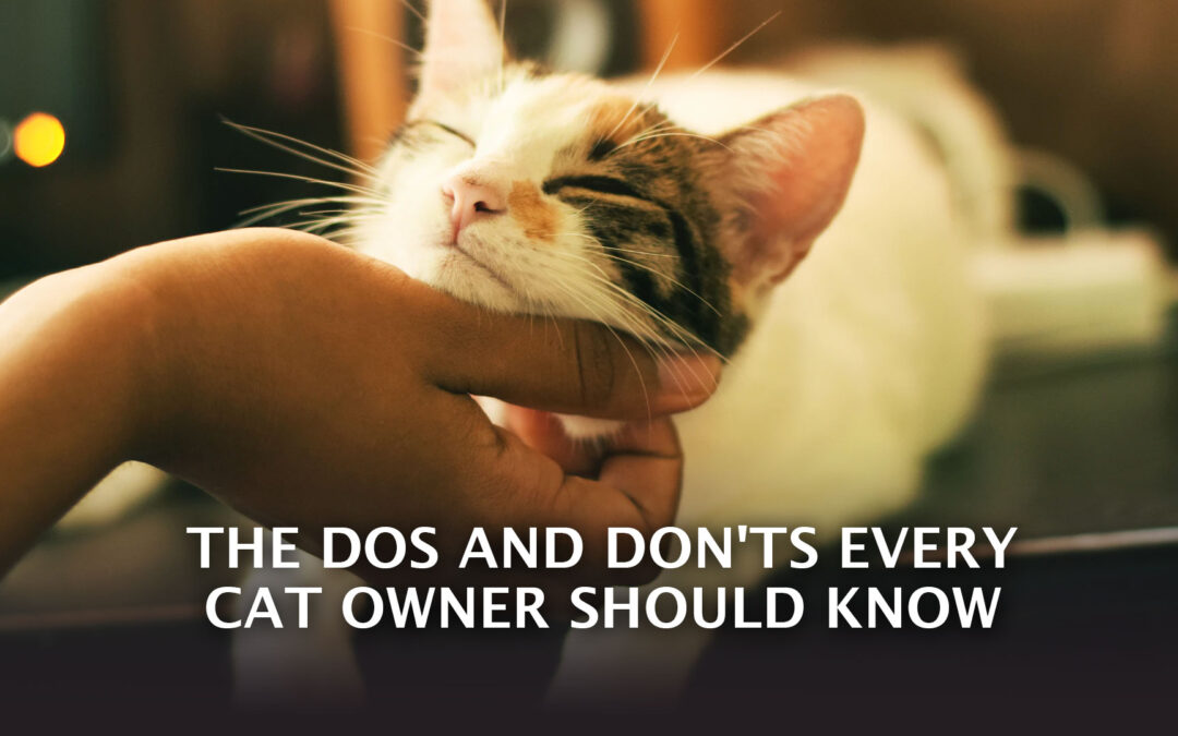The Dos and Don’ts Every Cat Owner Should Know